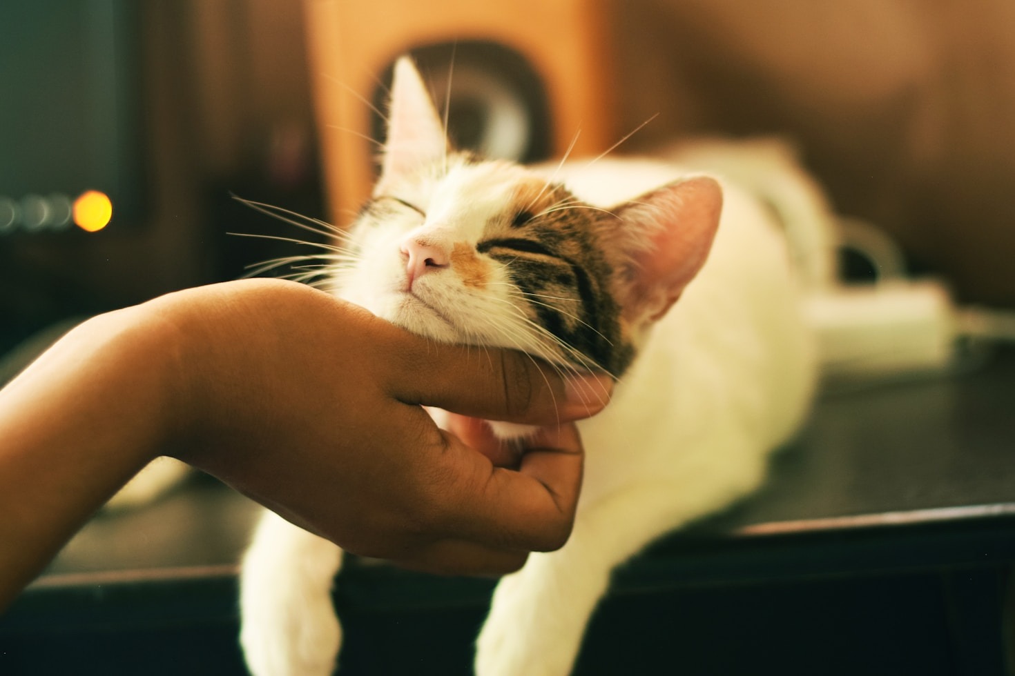 10 síntomas comunes de la leucemia felina que debes conocer