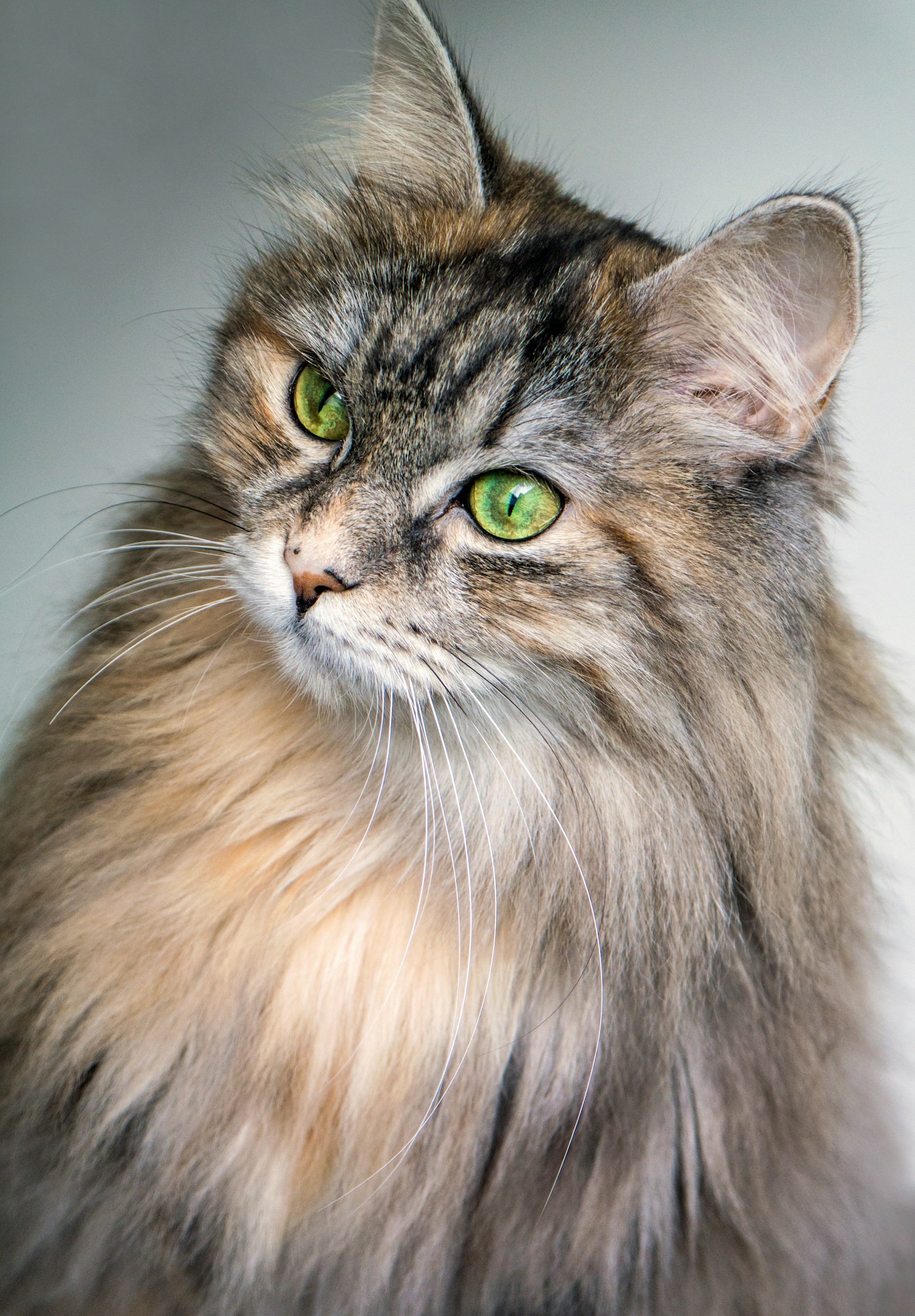 Tratamientos modernos para mejorar la calidad de vida de tu gato