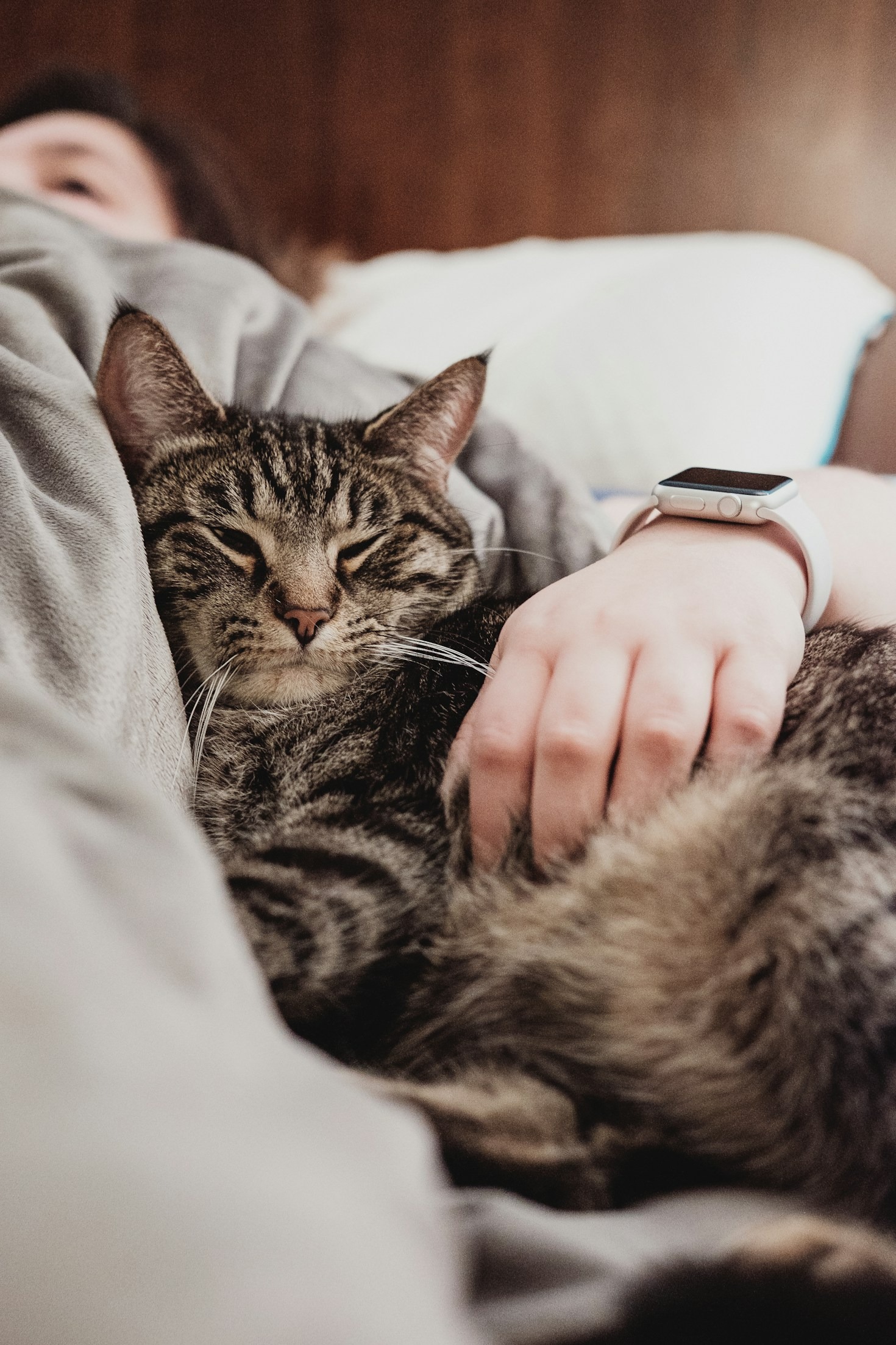 Cómo apoyar emocionalmente a tu gato y a ti mismo