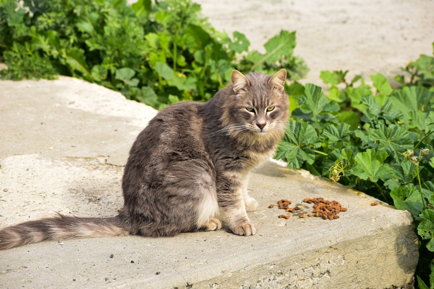 Nutrición y cuidados especiales para gatos con leucemia